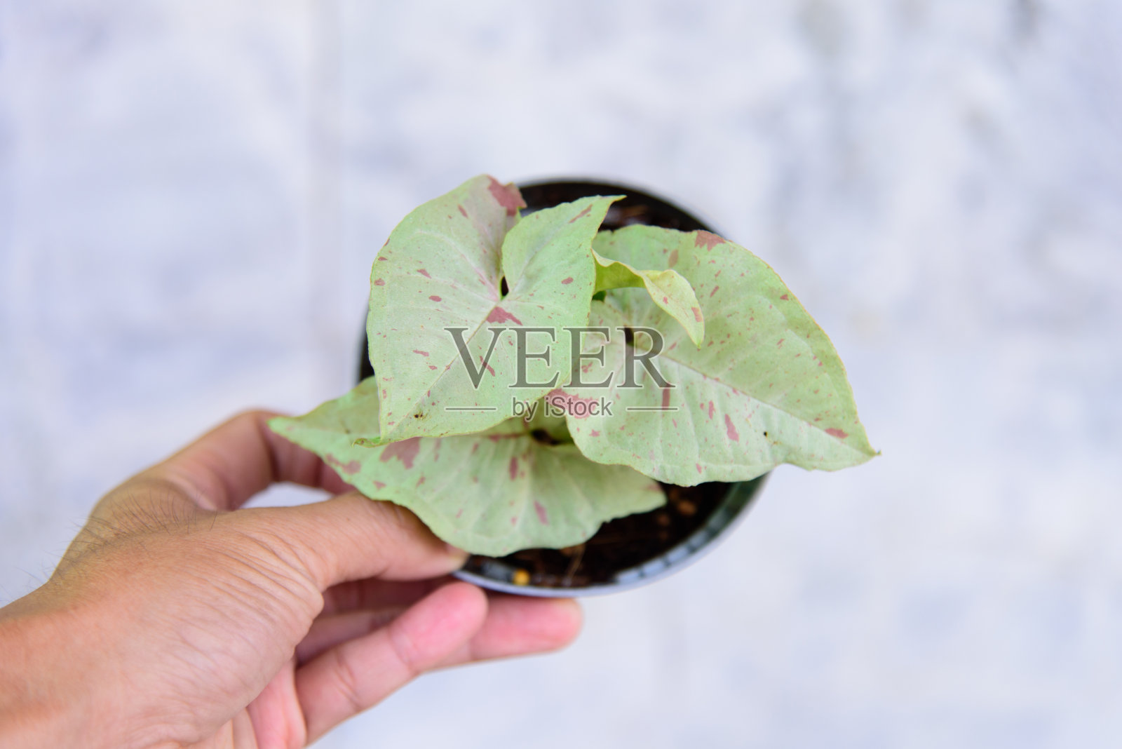 近距离的syngonium牛奶五彩纸屑在锅照片摄影图片