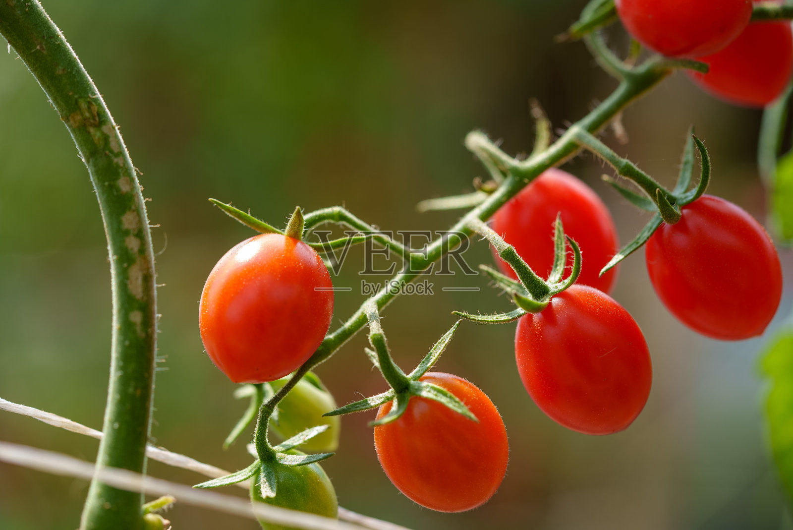 新鲜成熟的红番茄在绿色蔬菜收获有机农场。照片摄影图片