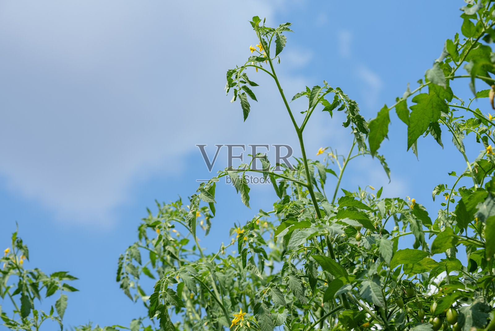 新鲜成熟的红番茄在绿色蔬菜收获有机农场。照片摄影图片