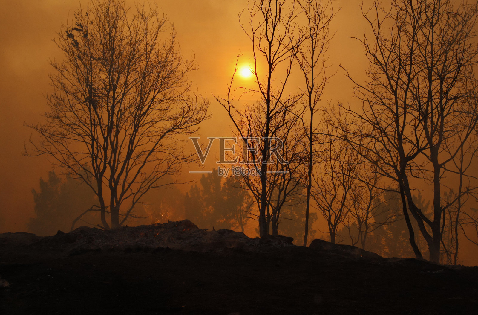 被烧毁的树木和森林大火的火焰照片摄影图片