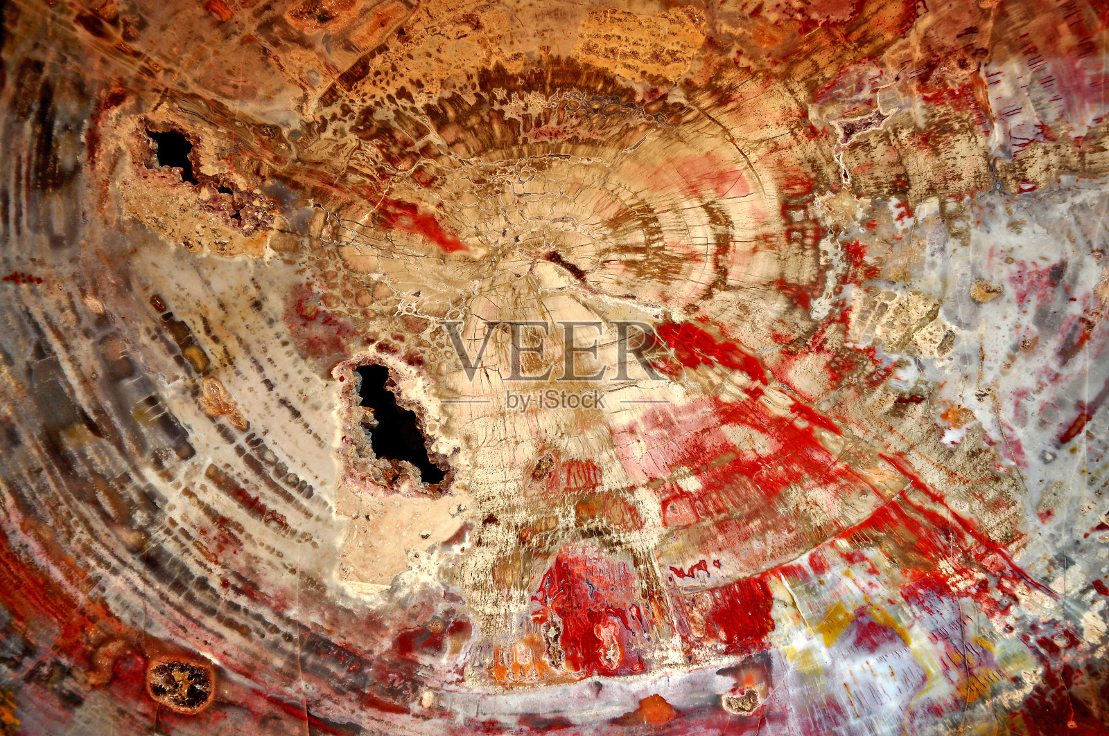 石化木团块抛光照片摄影图片