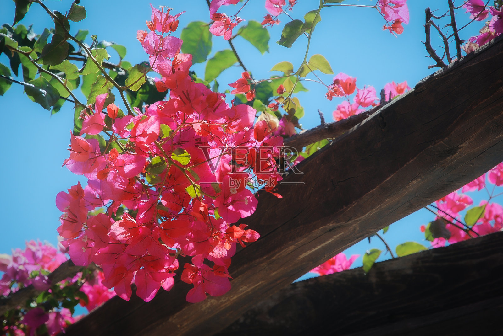 红色的花。照片摄影图片