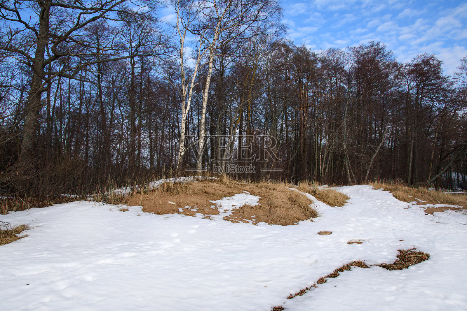 春日森林景观。林间空地上各种各样的树木，俯瞰着洁净的蓝天。雪正在融化，下面露出了去年的草照片摄影图片