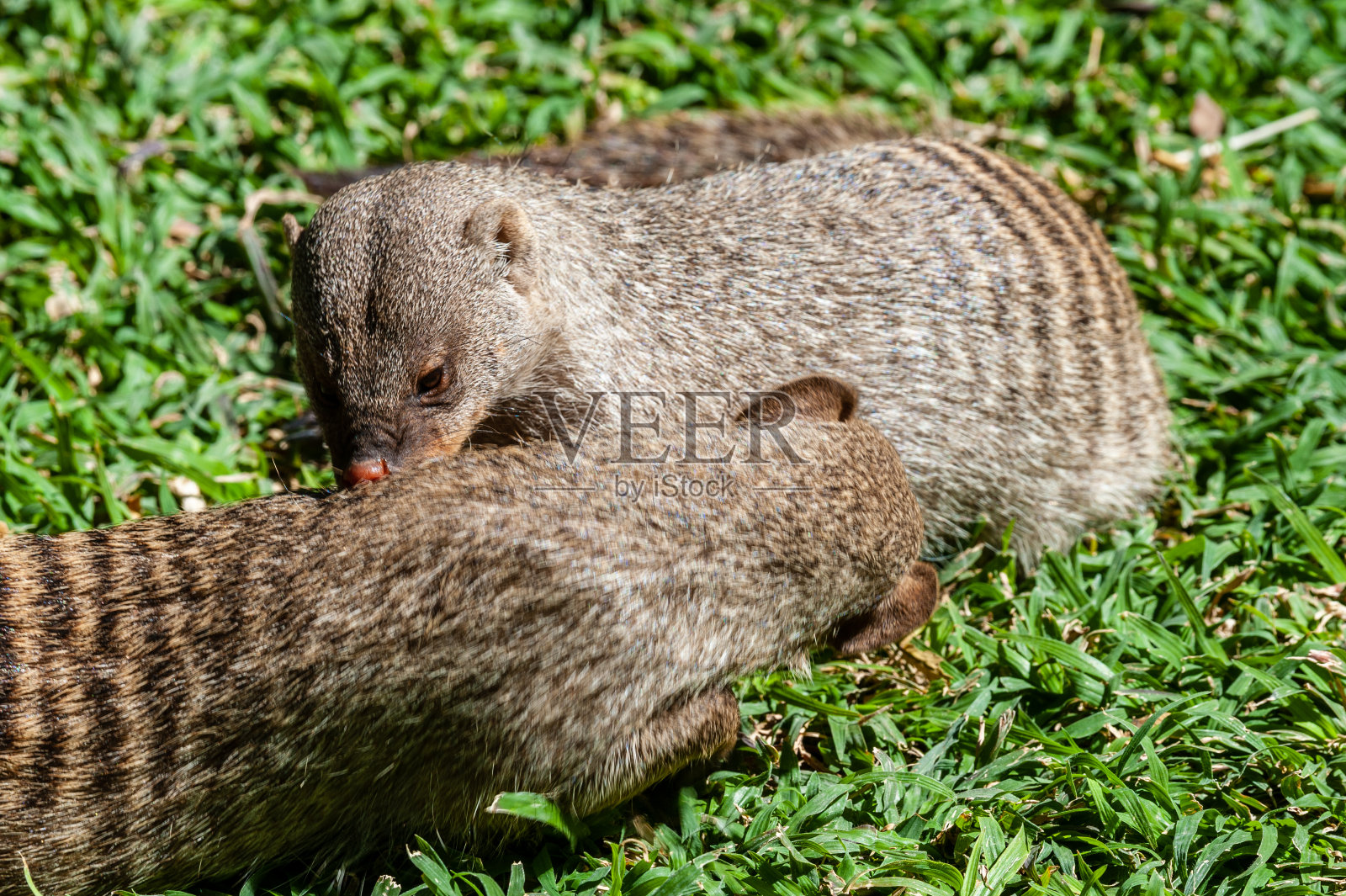 蒙格猫鼬-蒙格猫鼬-关心一个顽皮的照片摄影图片