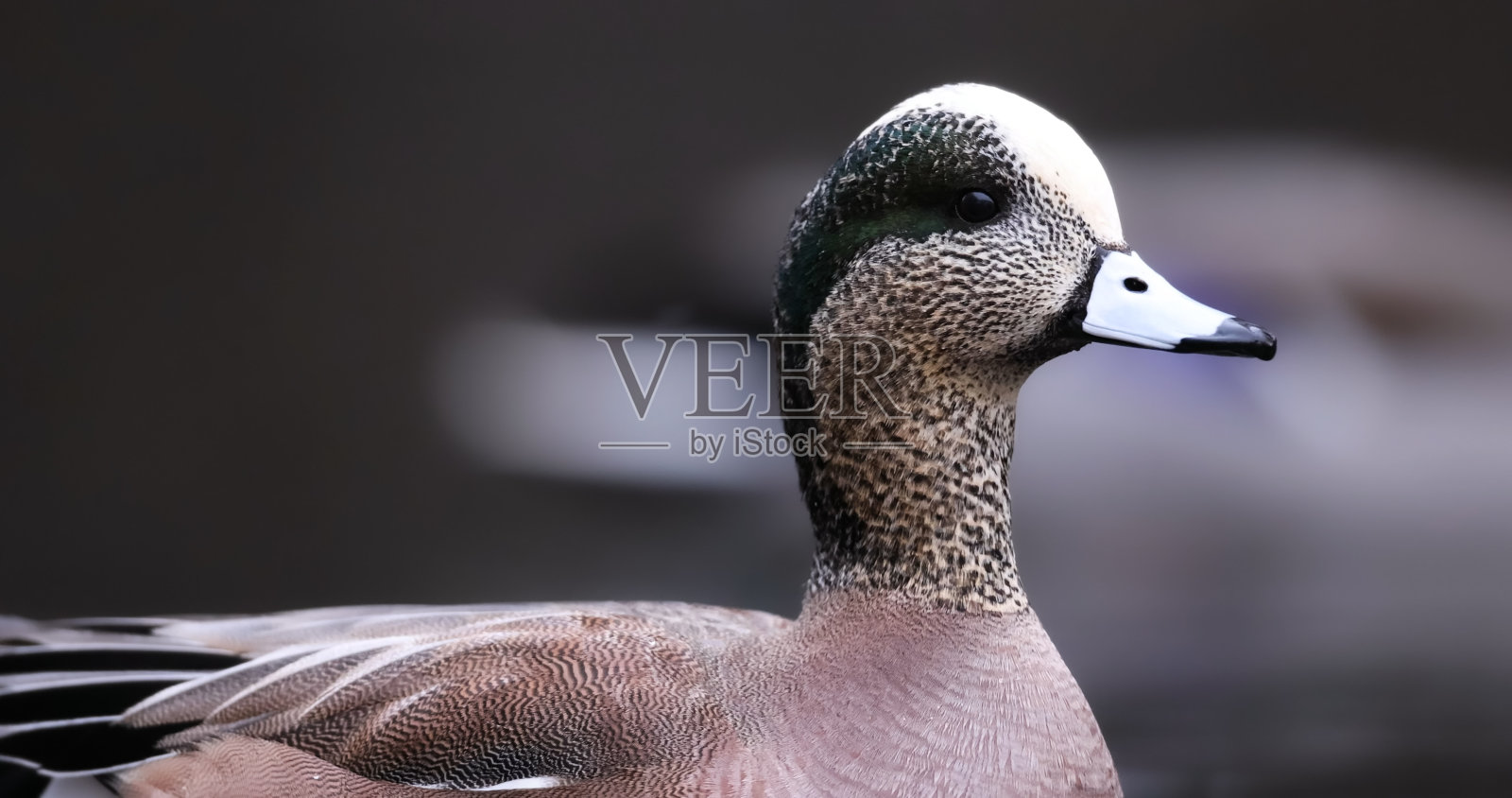 美洲野鸭(美洲野鸭)，也被称为秃顶鸭，是一种发现于北美的水鸭照片摄影图片