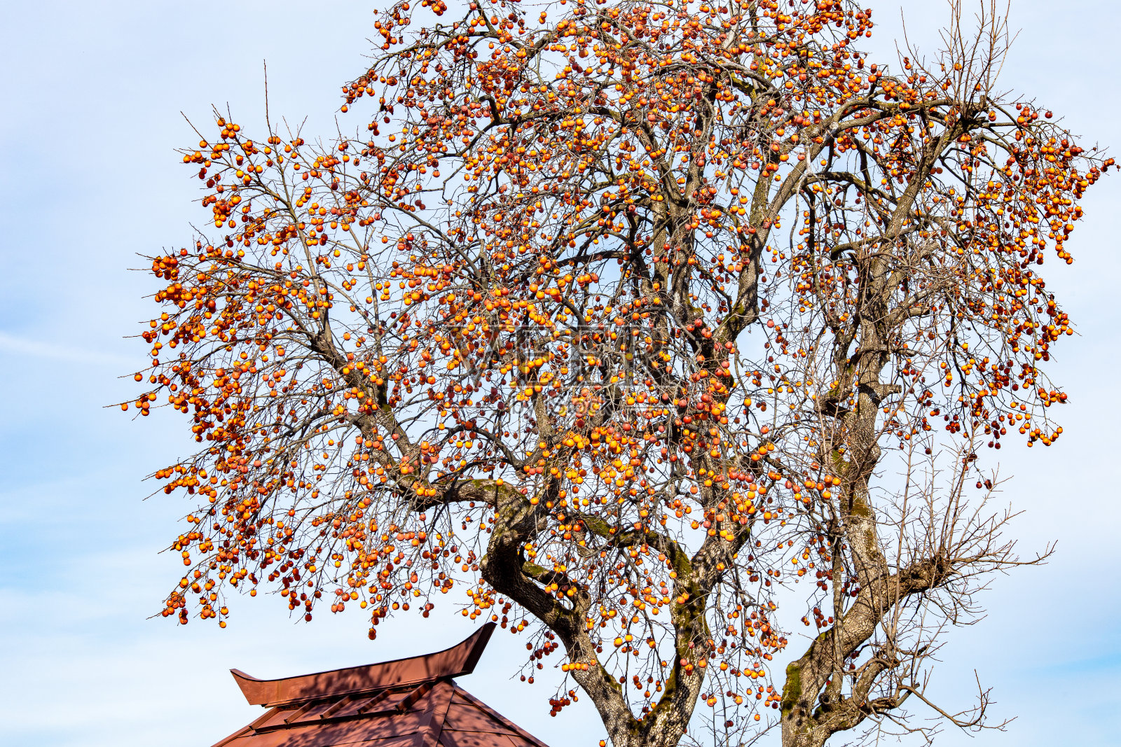 日本柿子树，结果实。照片摄影图片