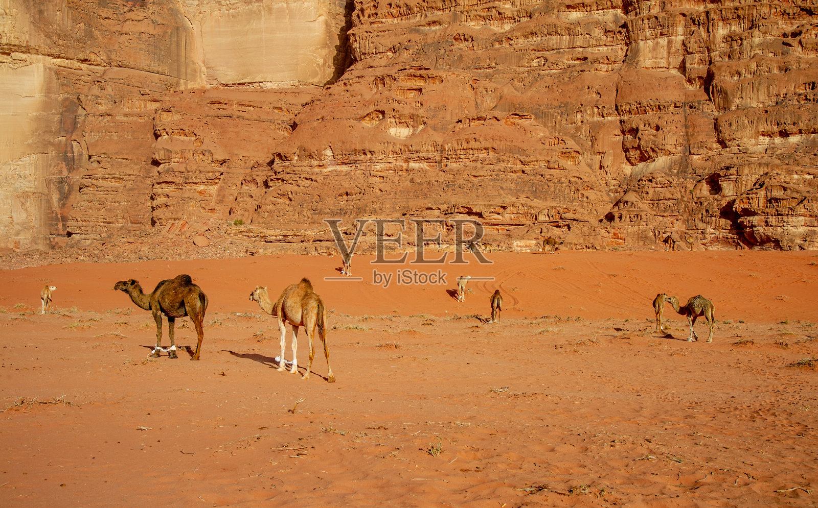 约旦瓦迪拉姆沙漠中的骆驼照片摄影图片