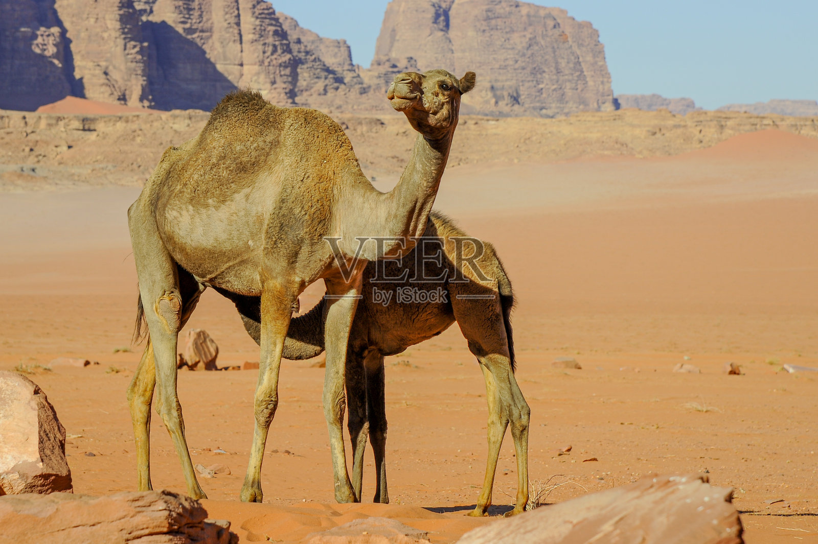 约旦瓦迪拉姆沙漠中的骆驼照片摄影图片