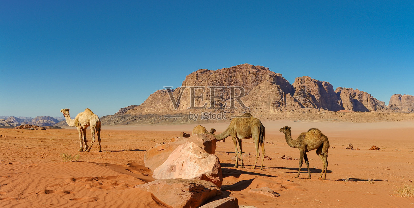 约旦瓦迪拉姆沙漠中的骆驼照片摄影图片