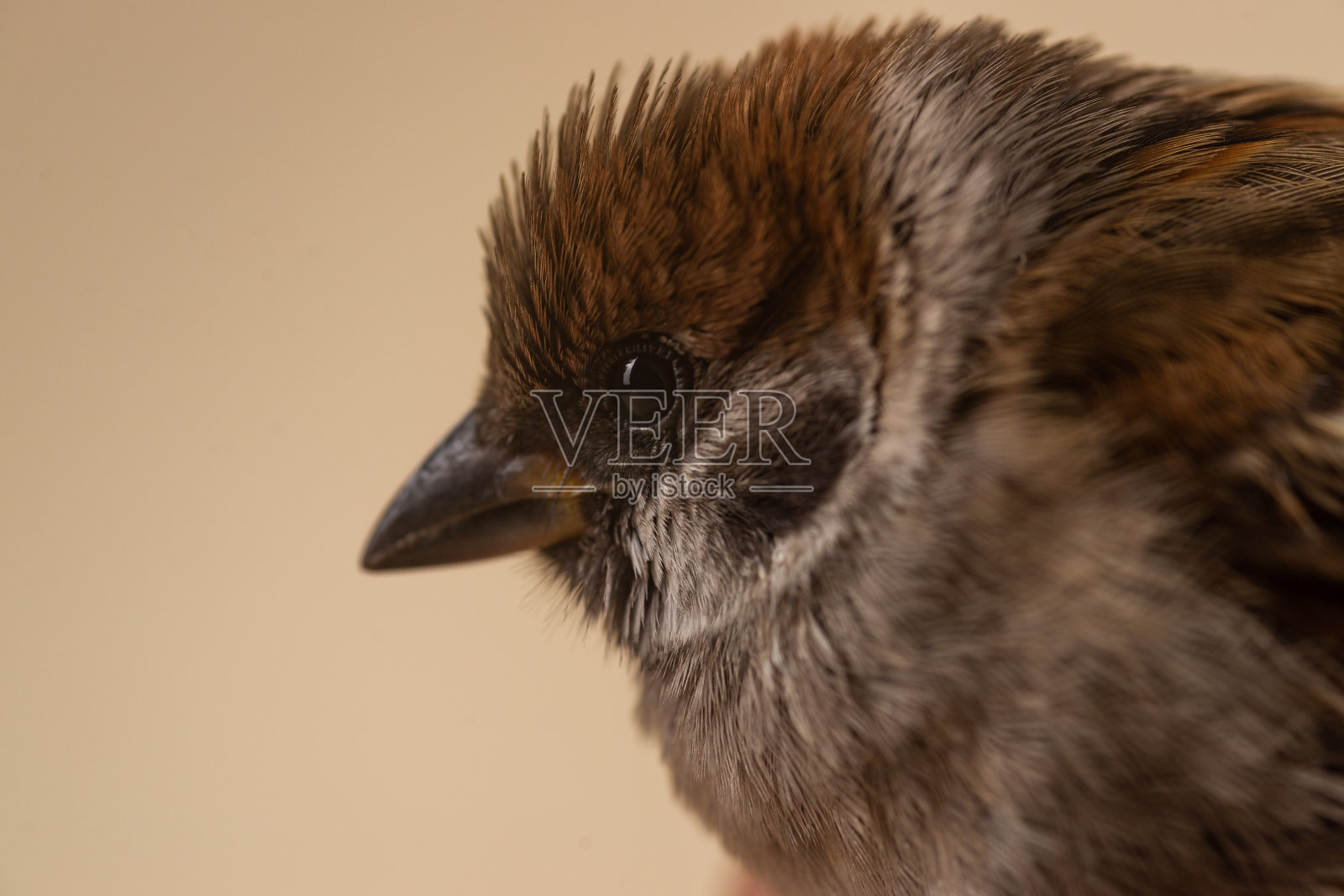 麻雀特写米色背景照片摄影图片