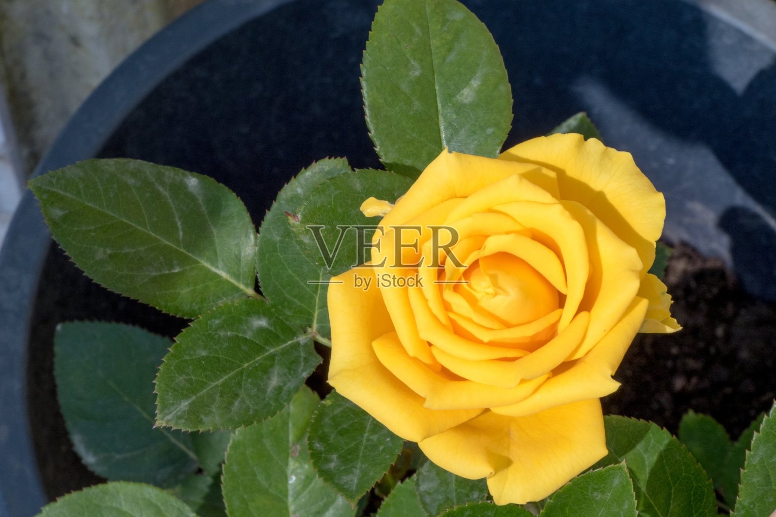 太阳能粉红色的花照片摄影图片