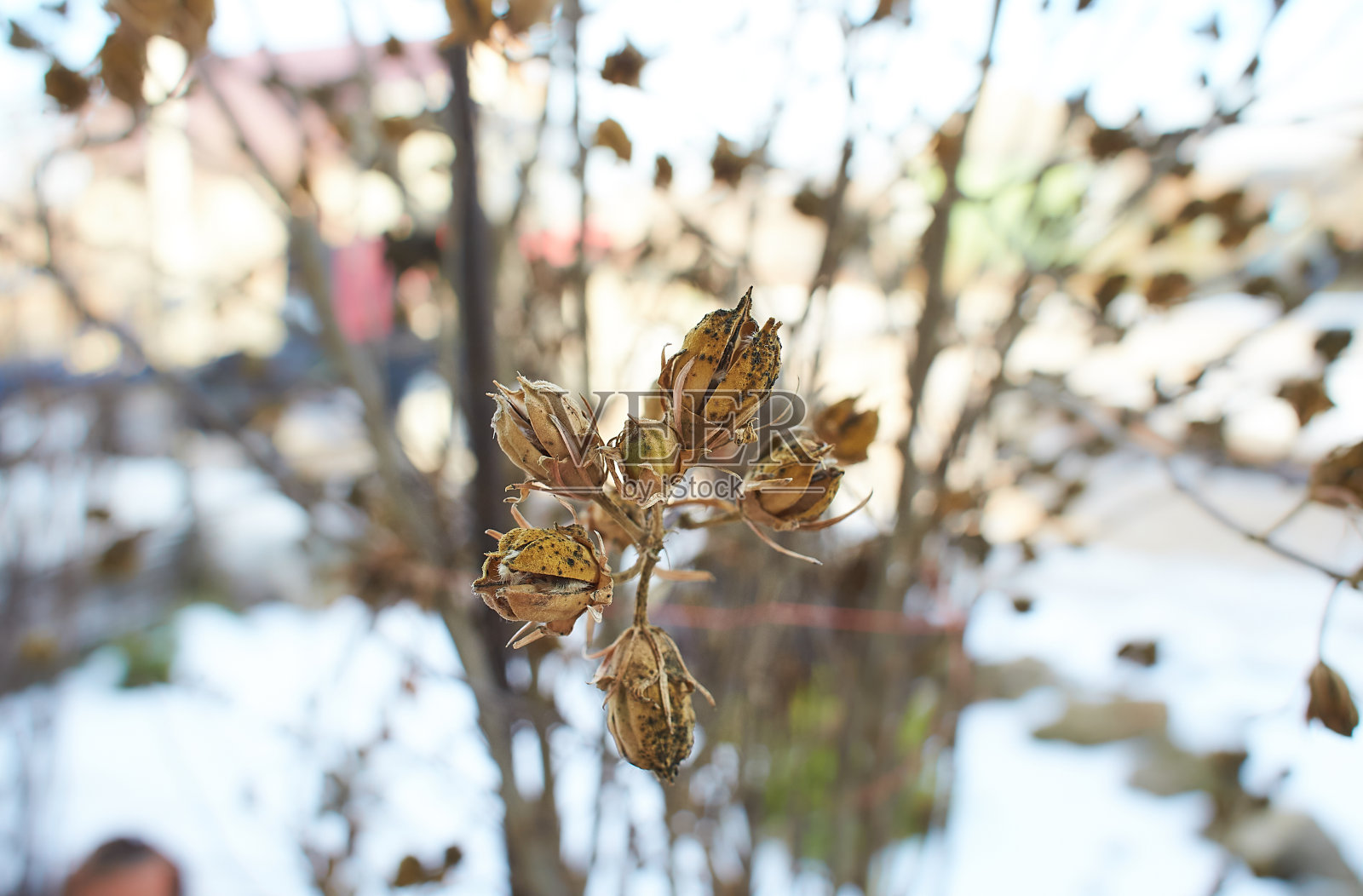花的一种落叶草，灌木上覆盖着冰壳后的冻雨，碎片，背景。选择的重点照片摄影图片