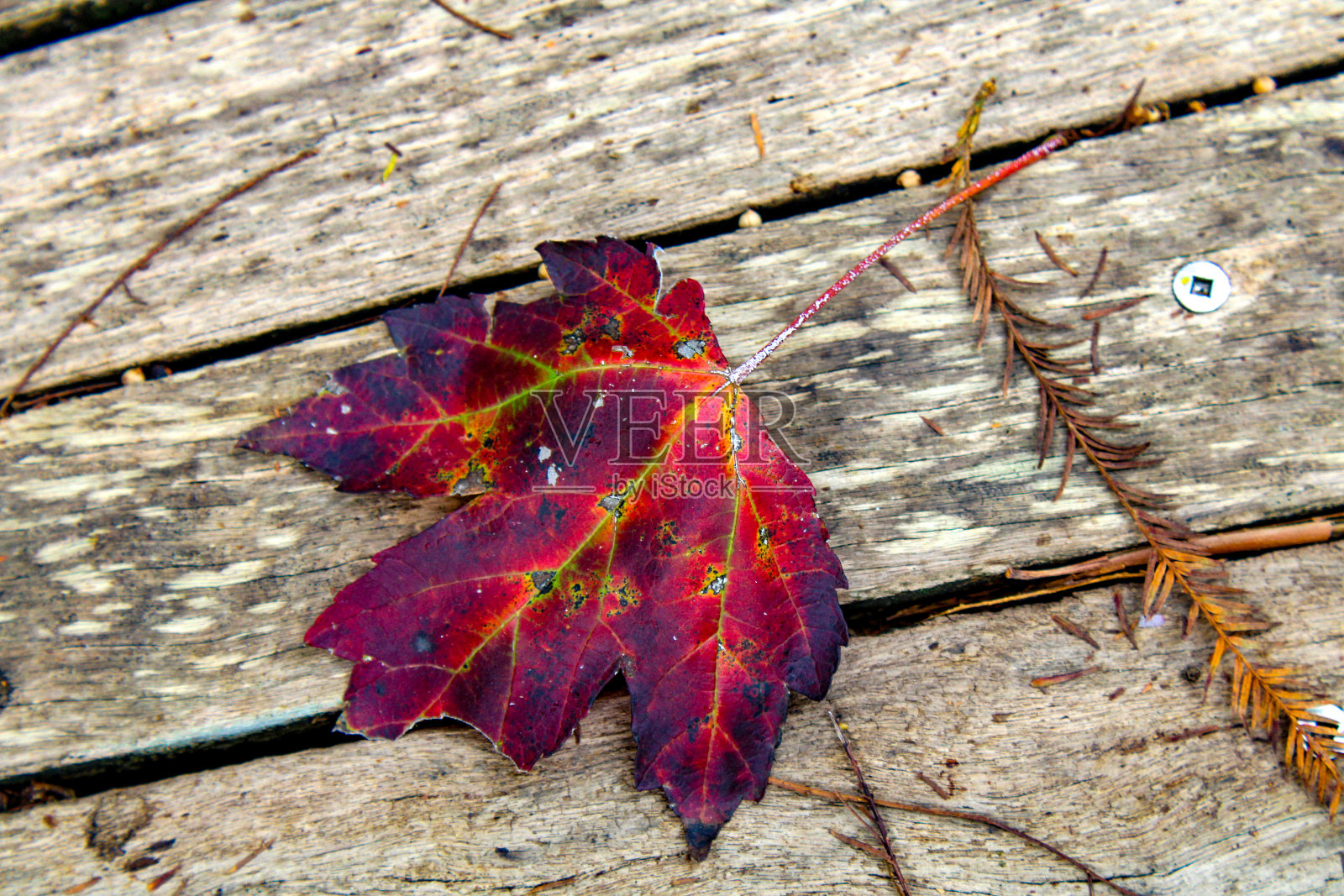 红色的枫叶照片摄影图片