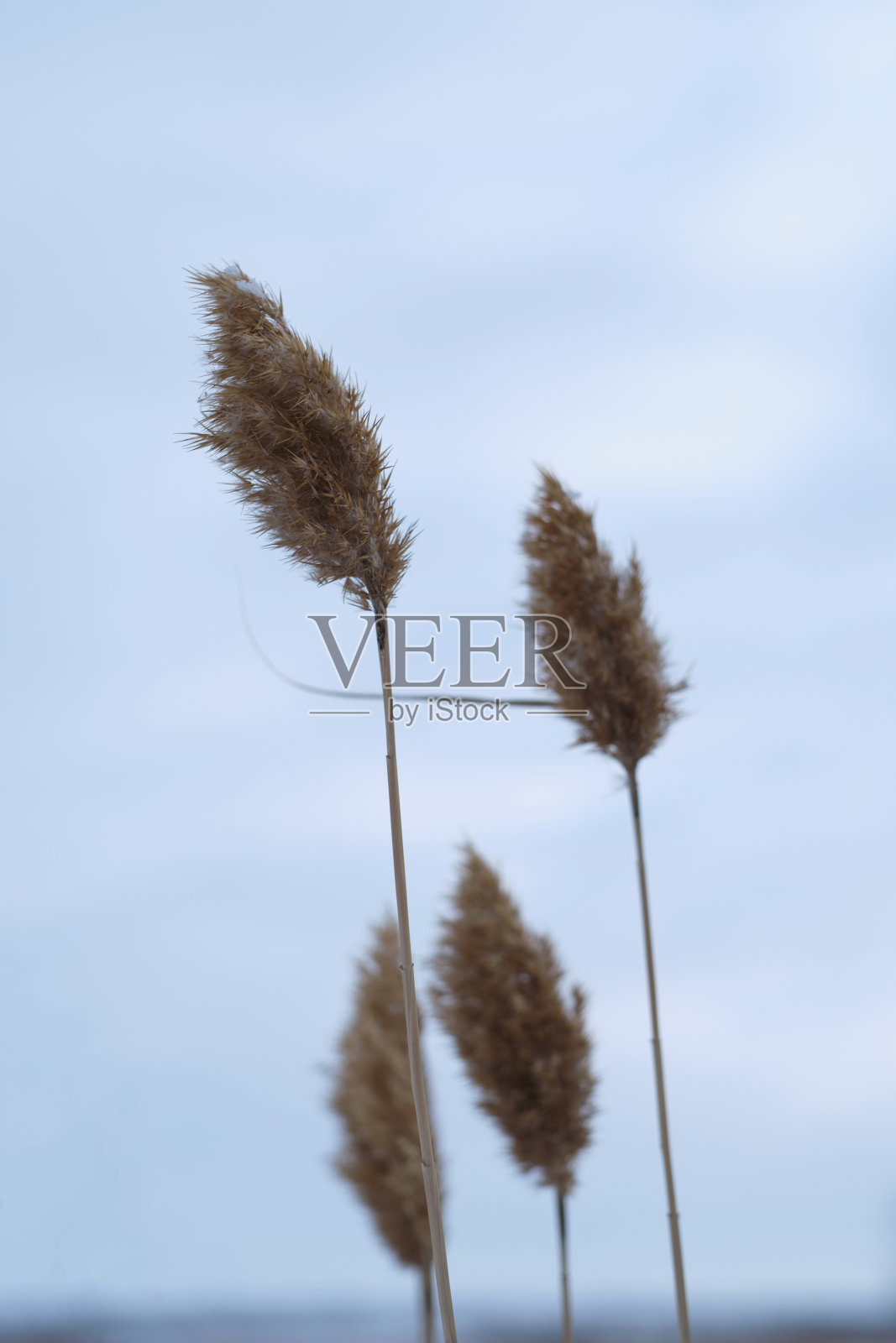 干燥的芦苇在湖上背景多云的天空，种子芦苇。金色的芦苇草在冬天。自然背景。美丽的图案与中性的颜色。简约、时尚、新潮的理念。照片摄影图片