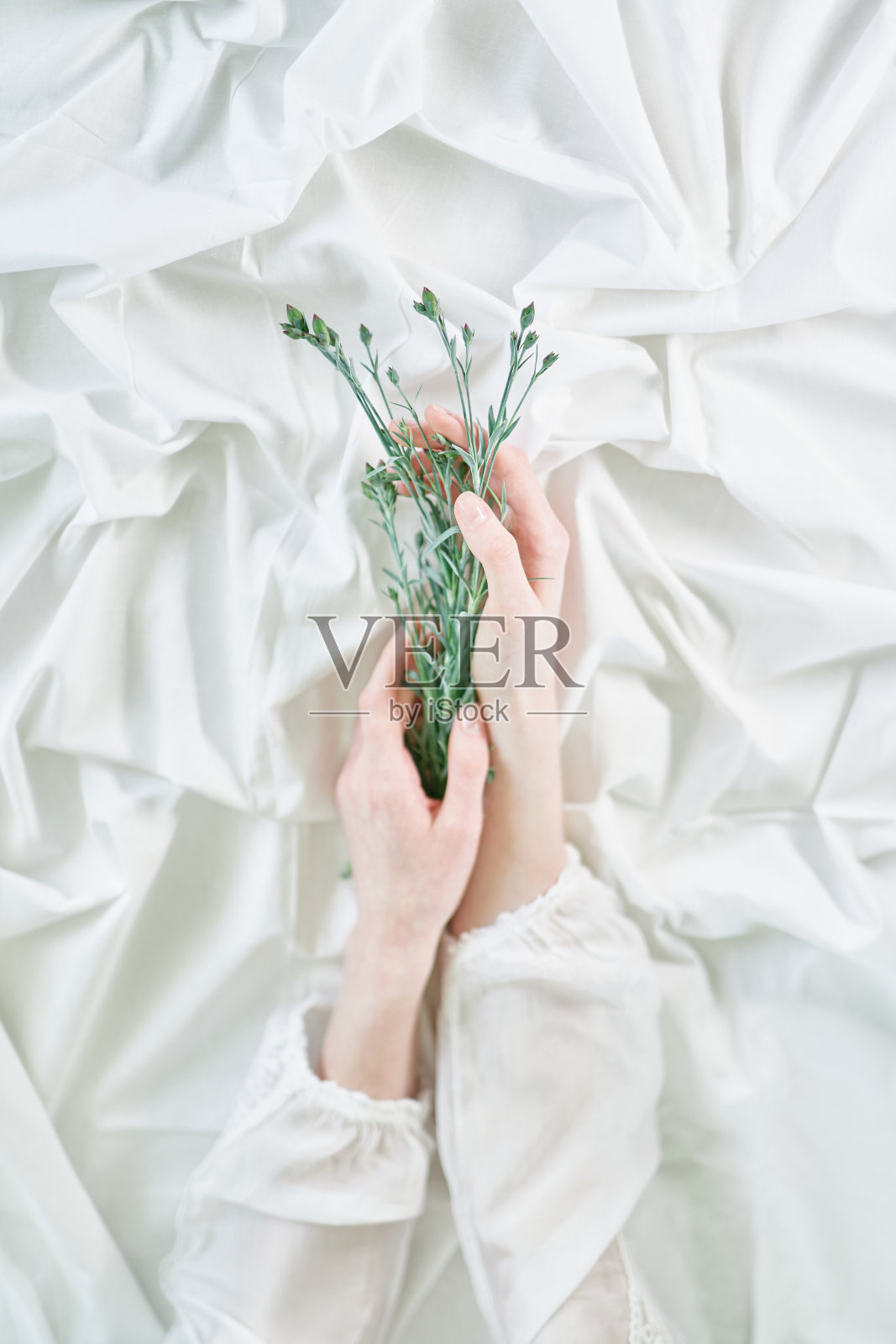 美学:白布上，手上拿着蓝色的肌炎花照片摄影图片