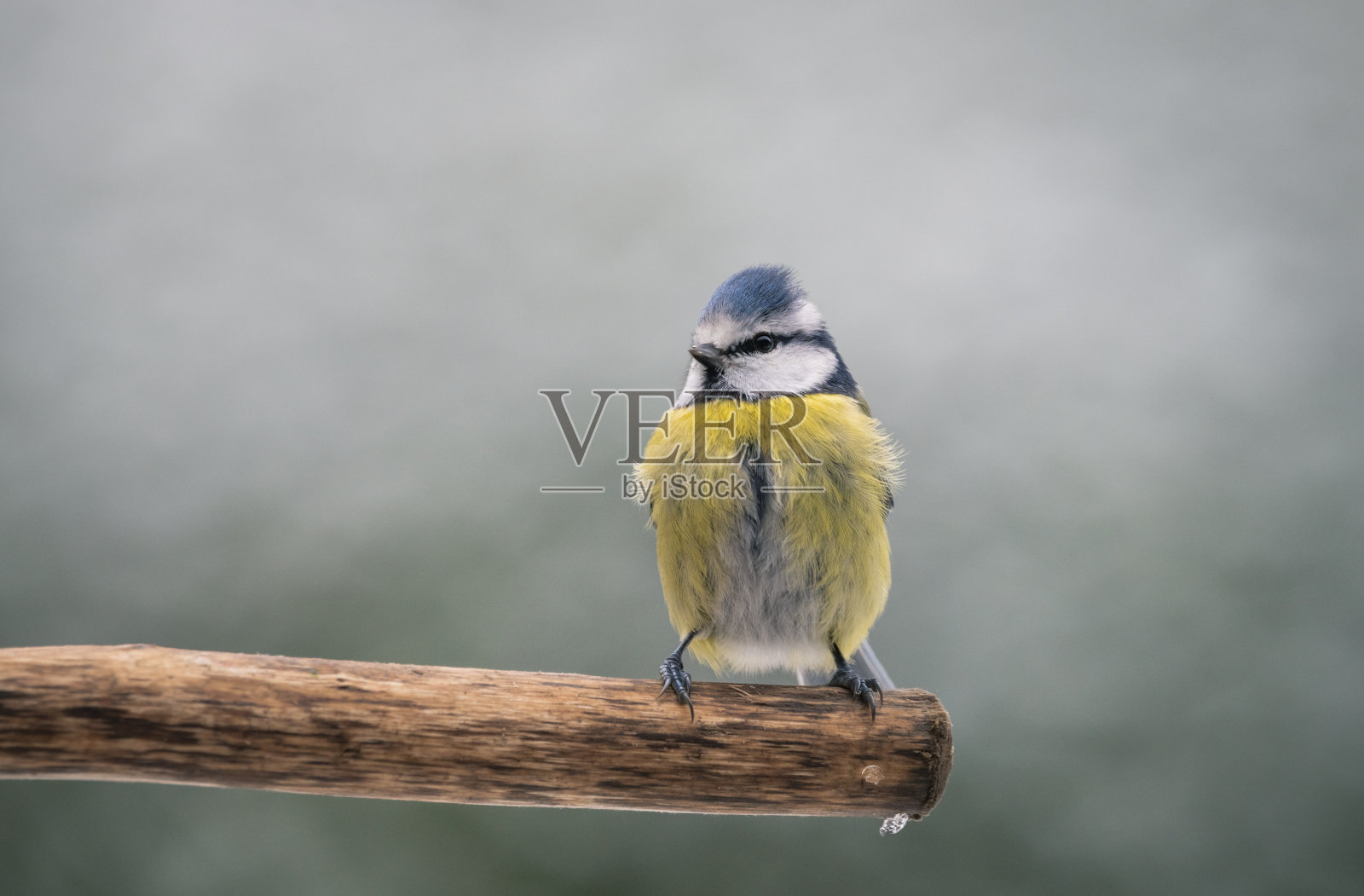 枝上的蓝山雀(青山雀属)照片摄影图片
