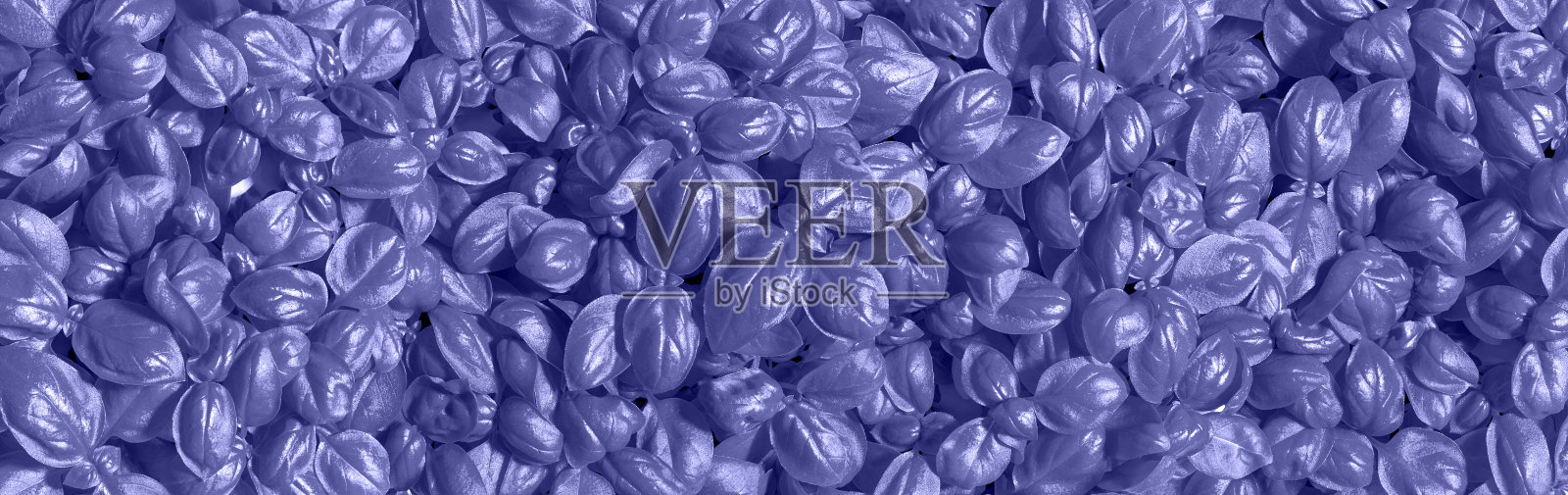 蓝紫色新鲜罗勒叶背景。生长罗勒的宽图像将2022年的流行色彩调得非常漂亮。罗勒植物罗勒的纹理与葱郁的紫罗兰叶。照片摄影图片