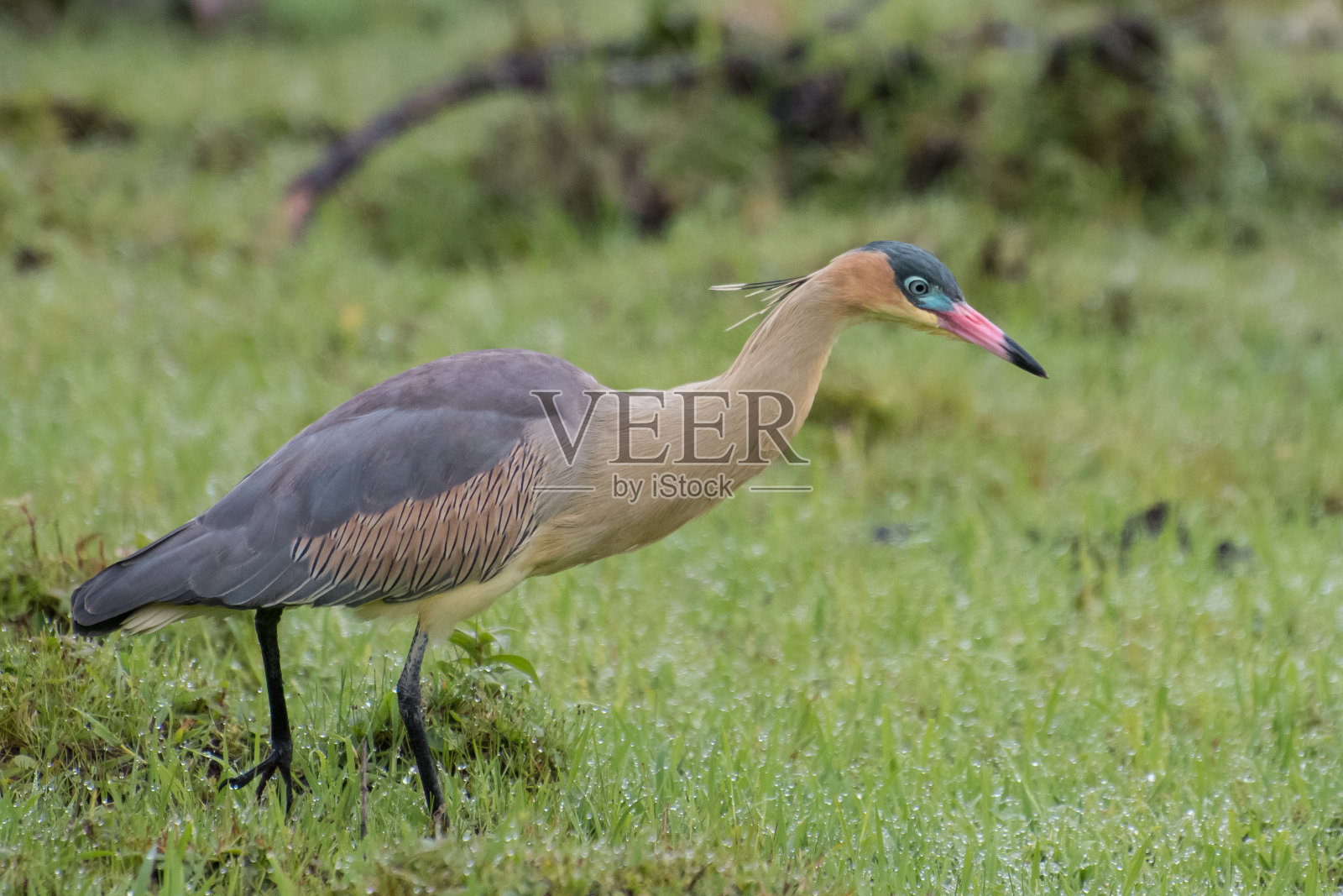 吹口哨鹭鸟照片摄影图片