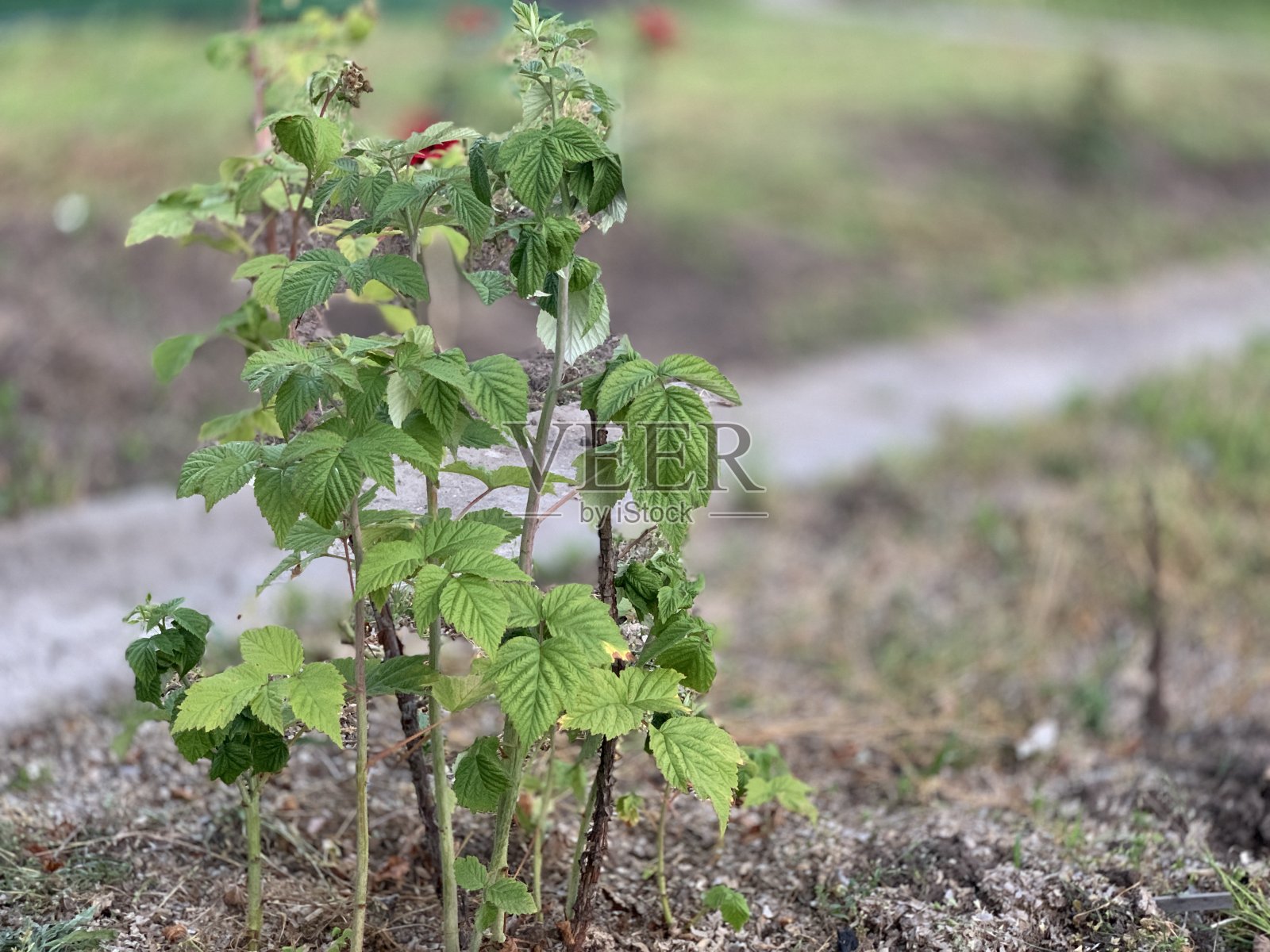 春天准备树莓丛。为覆盆子收获做准备。春天生长季节。树莓收获。照片摄影图片