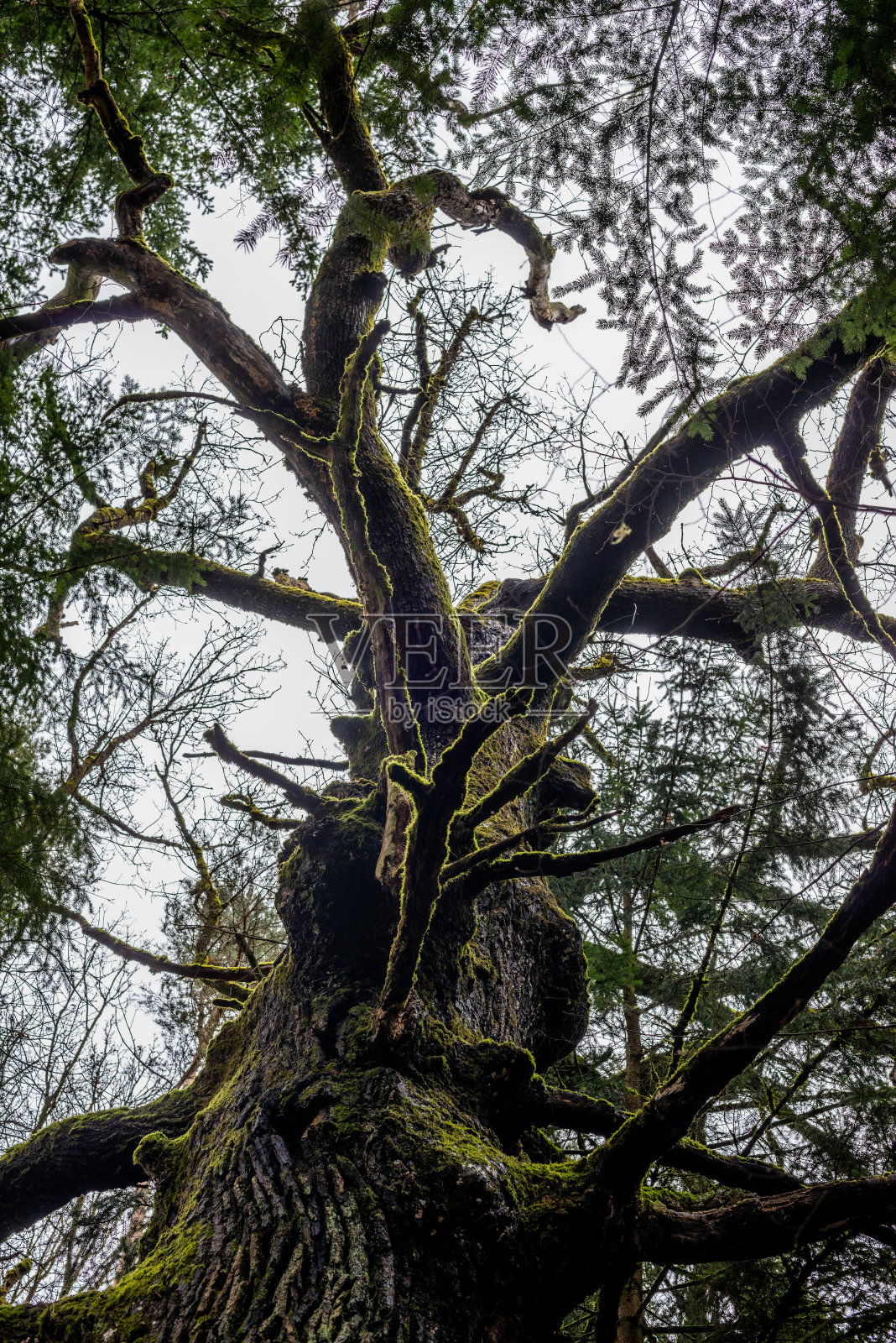 树枝从树上伸出来照片摄影图片
