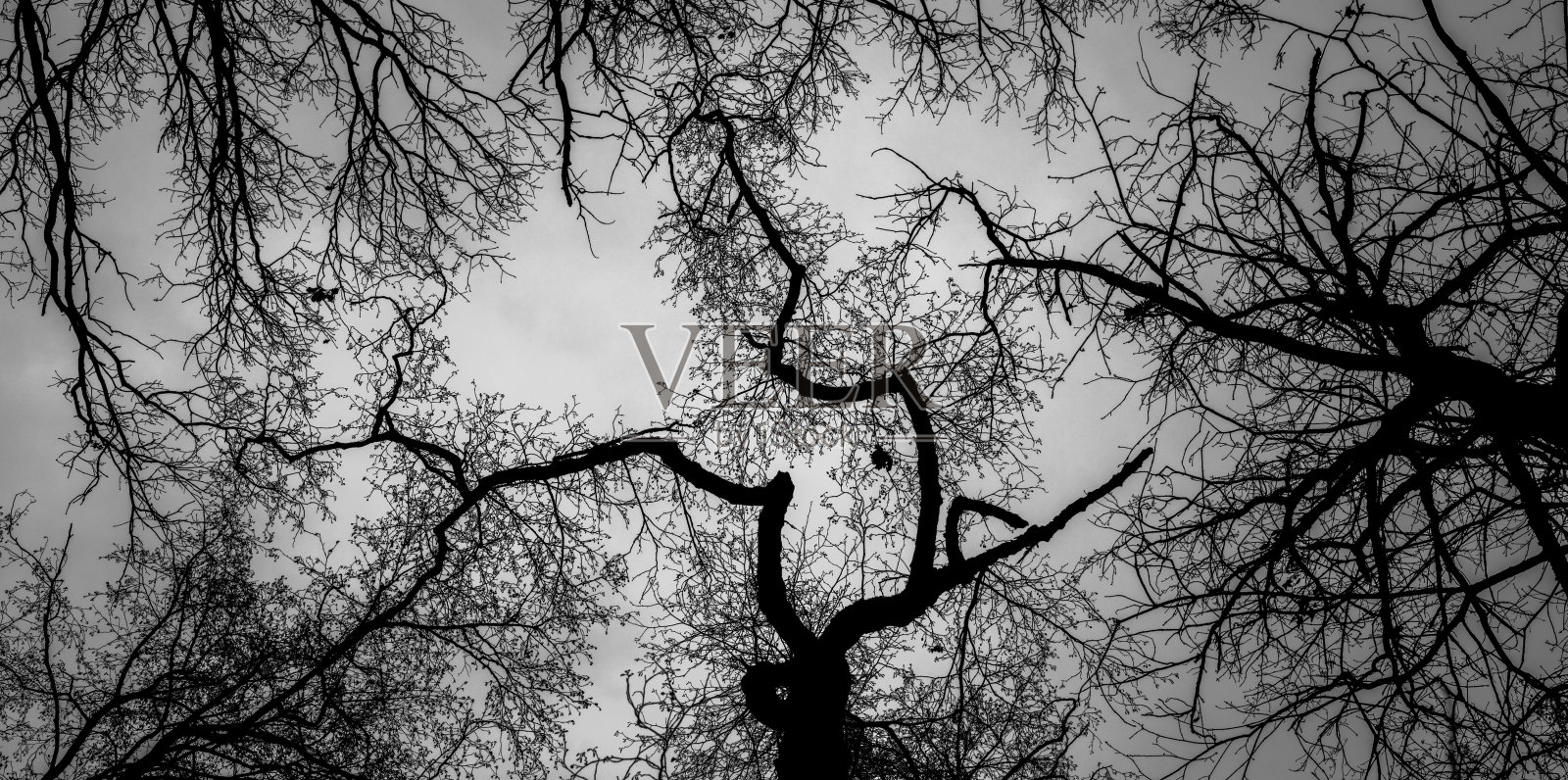 树枝从树上伸出来照片摄影图片