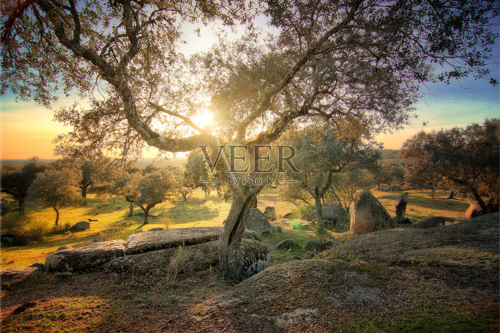 石头之间的背光树照片摄影图片