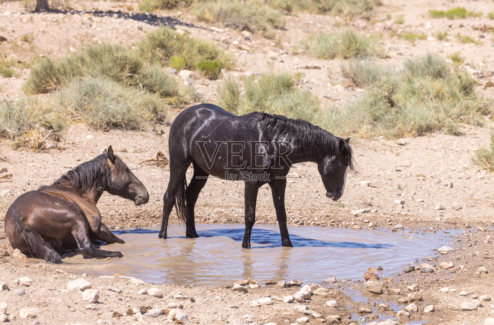 犹他州沙漠水坑里的野马照片摄影图片