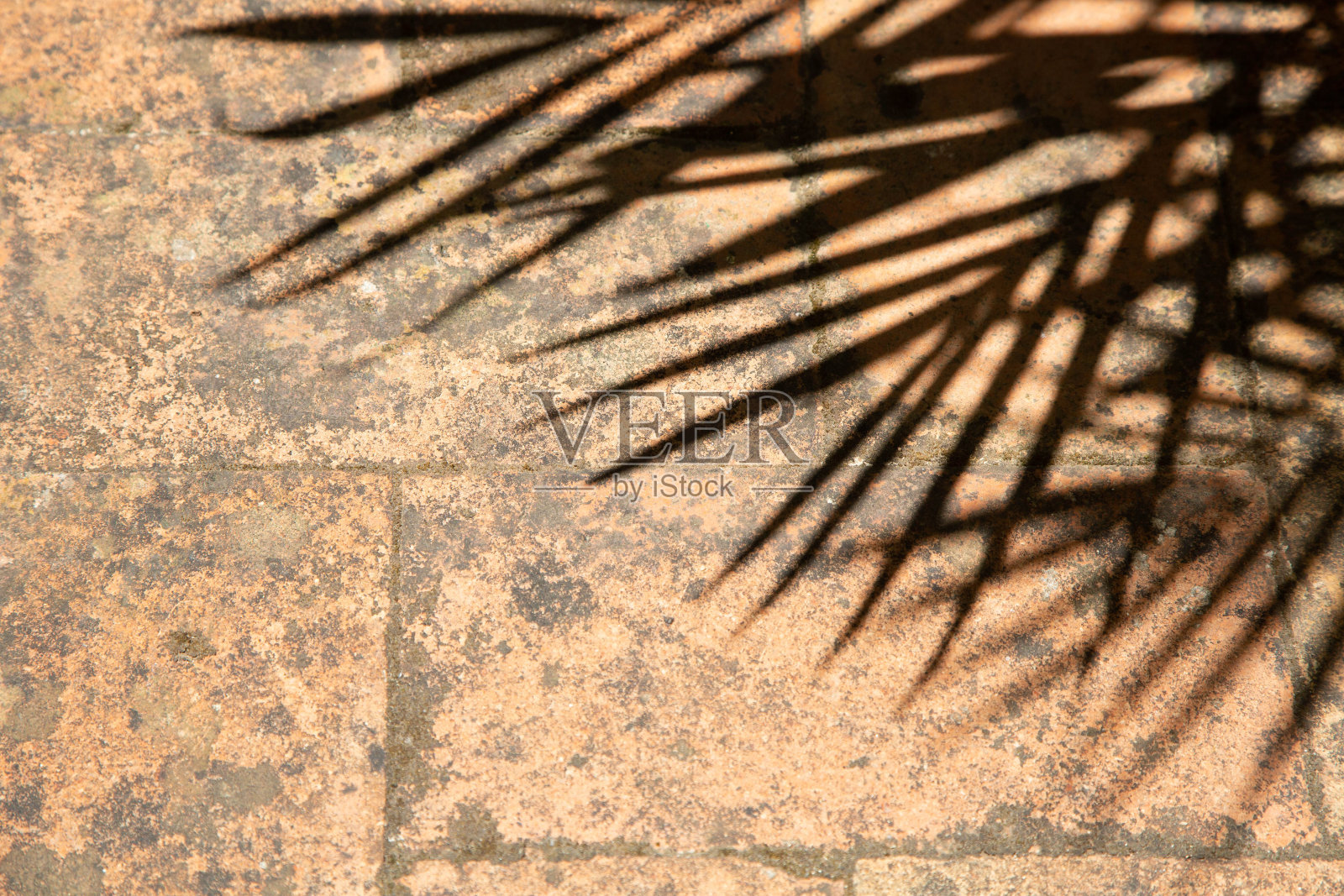 石头地板上的棕榈树的影子。照片摄影图片