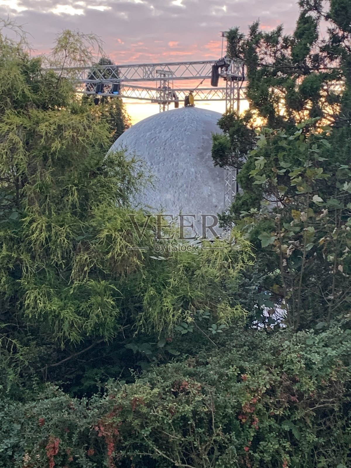 树照片摄影图片