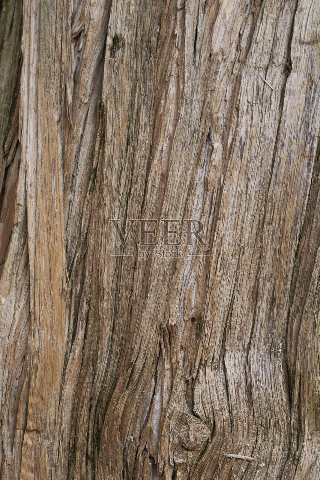 Calocedrus decurrens树照片摄影图片