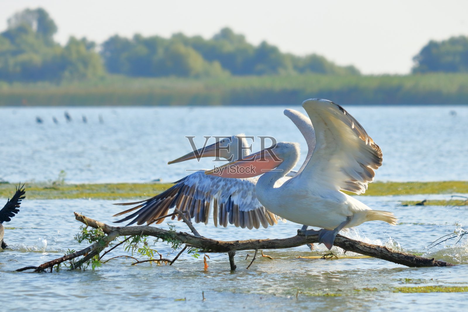 罗马尼亚多瑙河三角洲的一群鹈鹕照片摄影图片