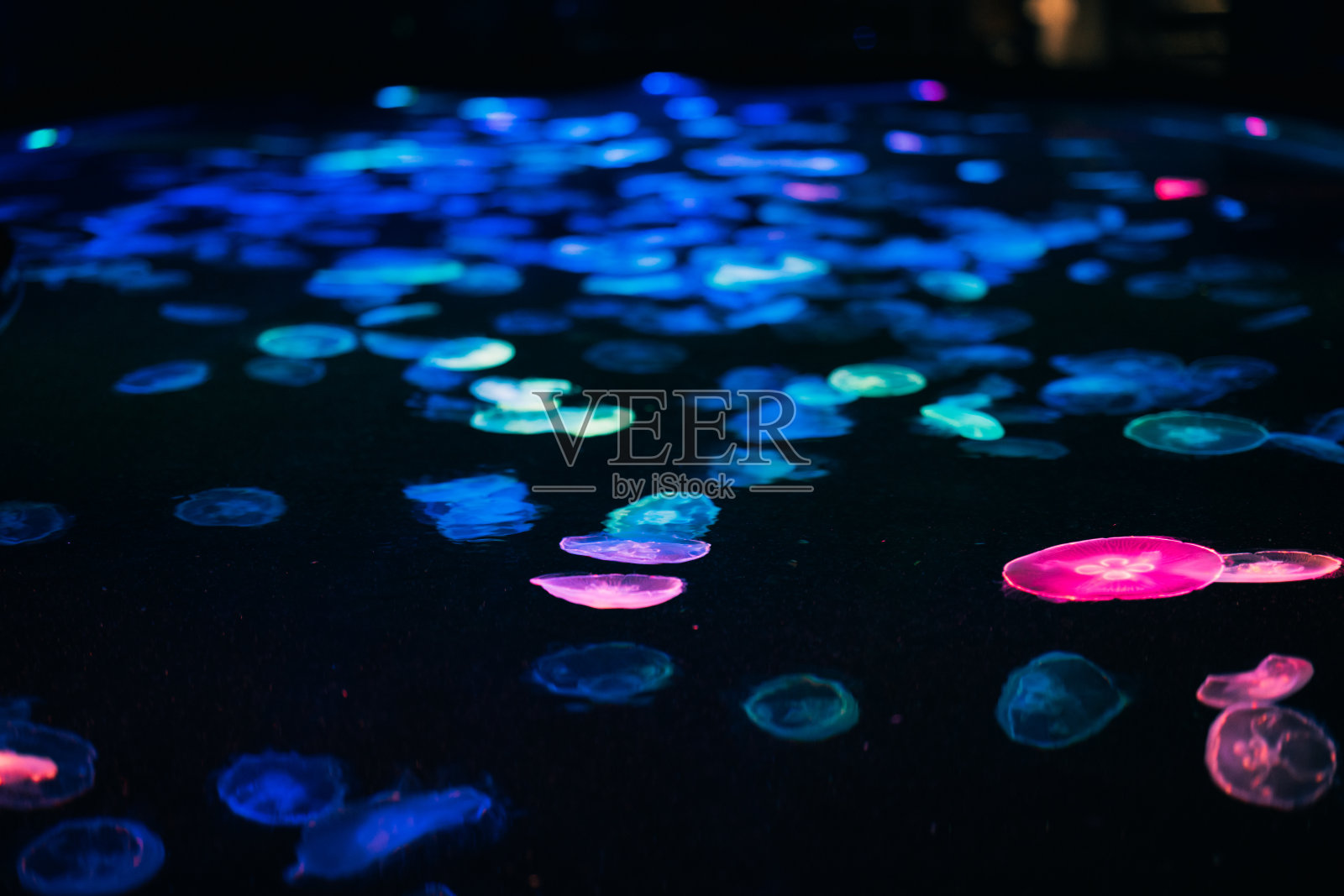 水族馆里的水母，2021年10月照片摄影图片