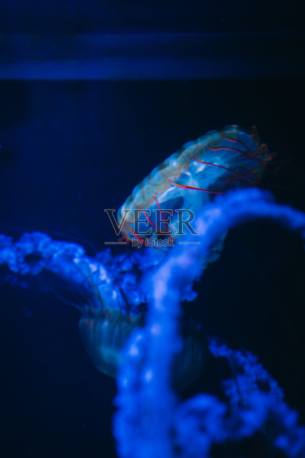 水族馆里的水母，2021年10月照片摄影图片