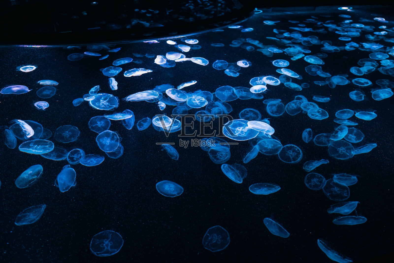 水族馆里的水母，2021年10月照片摄影图片