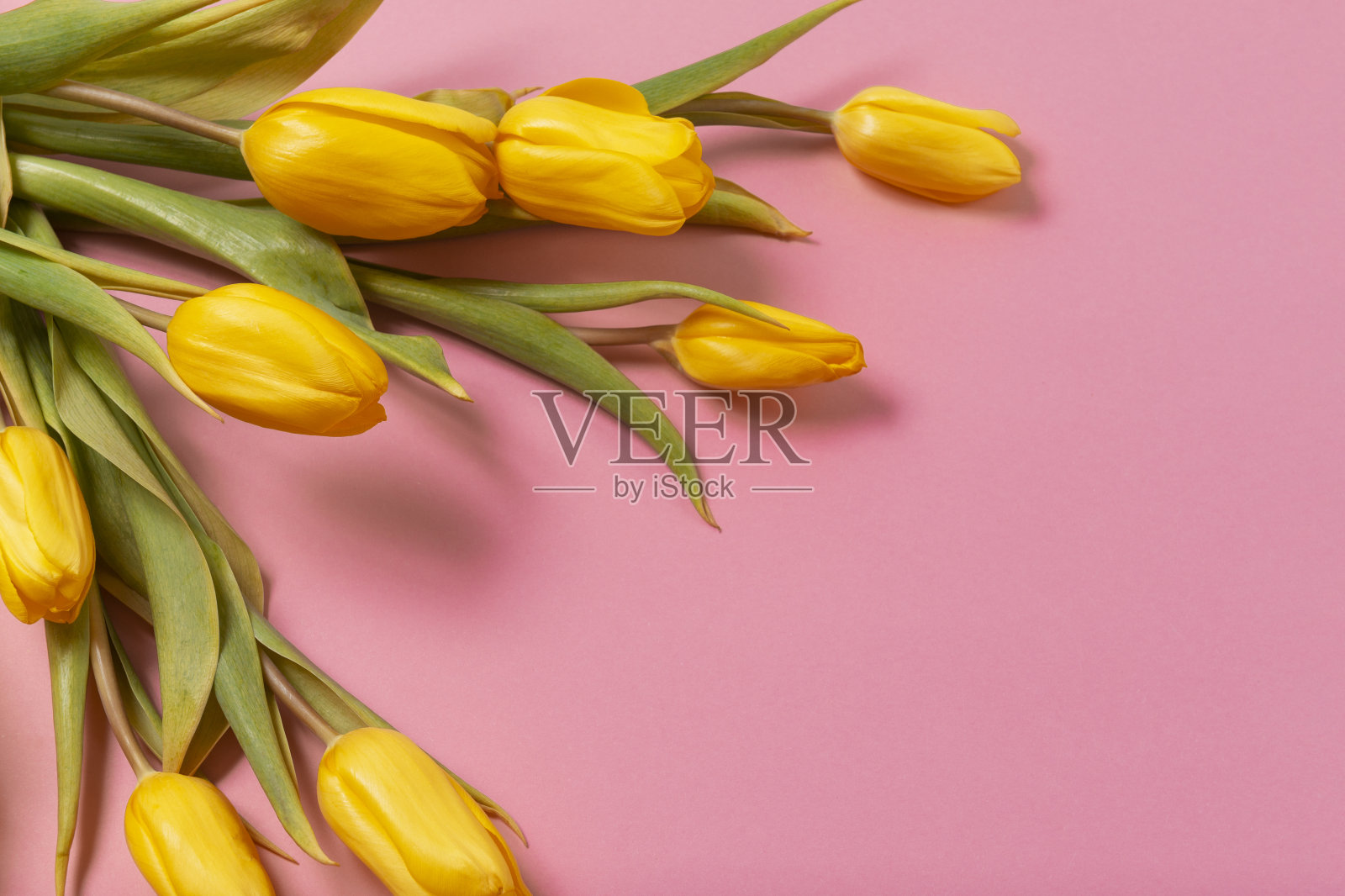 黄色郁金香在粉红色的背景留下凌乱照片摄影图片