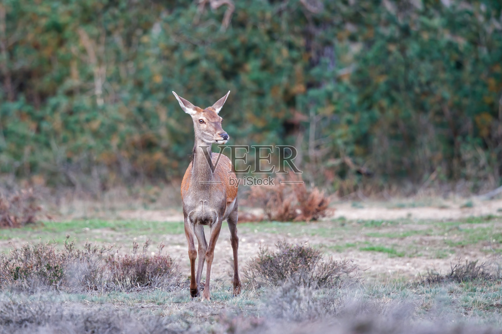 国家公园的母马鹿Hoge Veluwe照片摄影图片