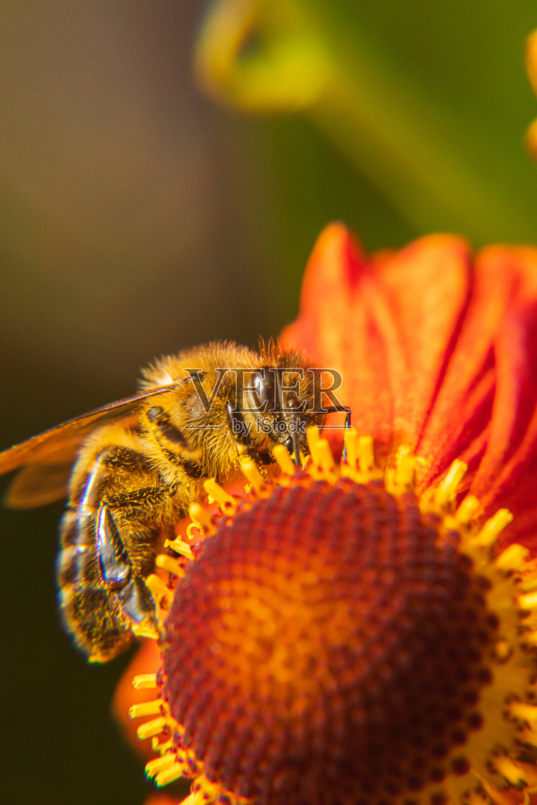 蜜蜂浑身沾满黄色的花粉，喝着花蜜，为花朵授粉。鼓舞人心的自然花卉春天或夏天盛开的花园背景。昆虫生活，极端宏观特写选择性聚焦照片摄影图片