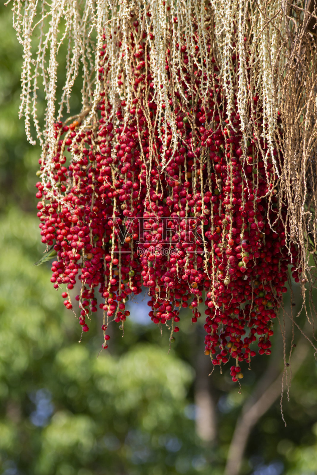 巴西水果照片摄影图片