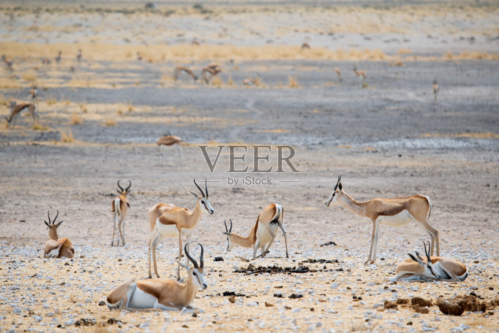 野生的跳羚。非洲狩猎，非洲大草原野生动物照片摄影图片