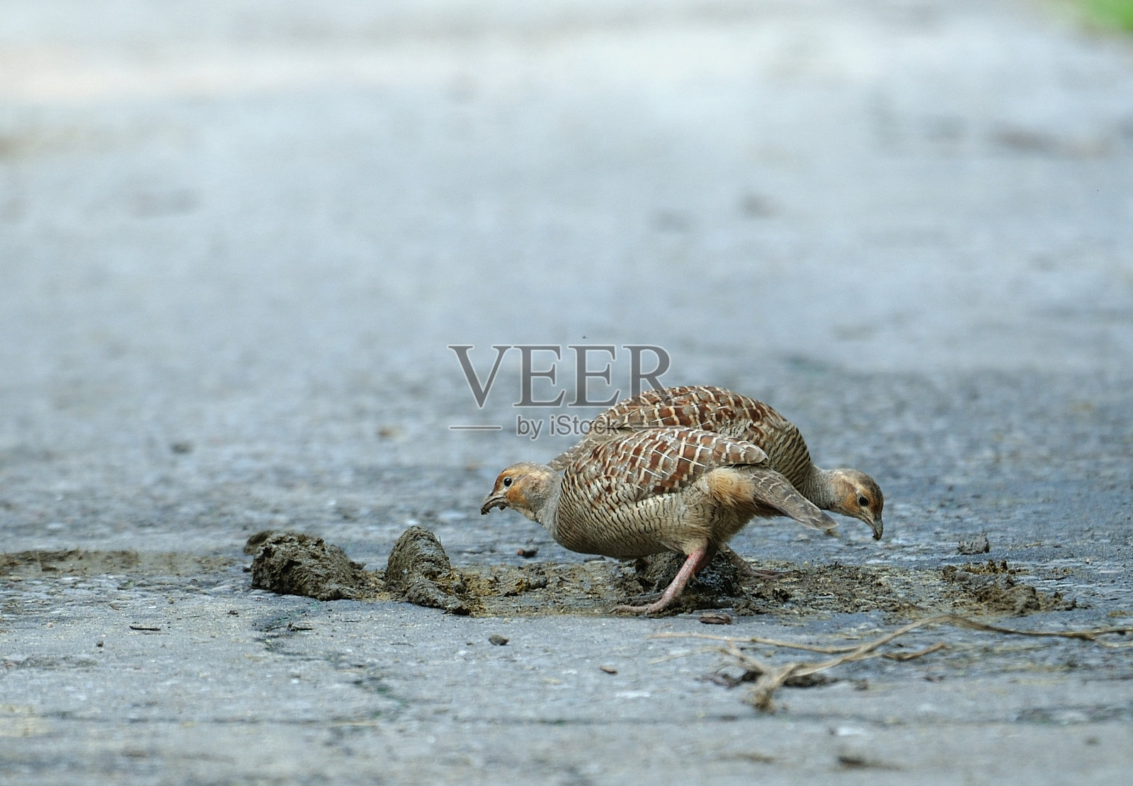 Grey Francolin （Ortygornis pondicerianus）照片摄影图片