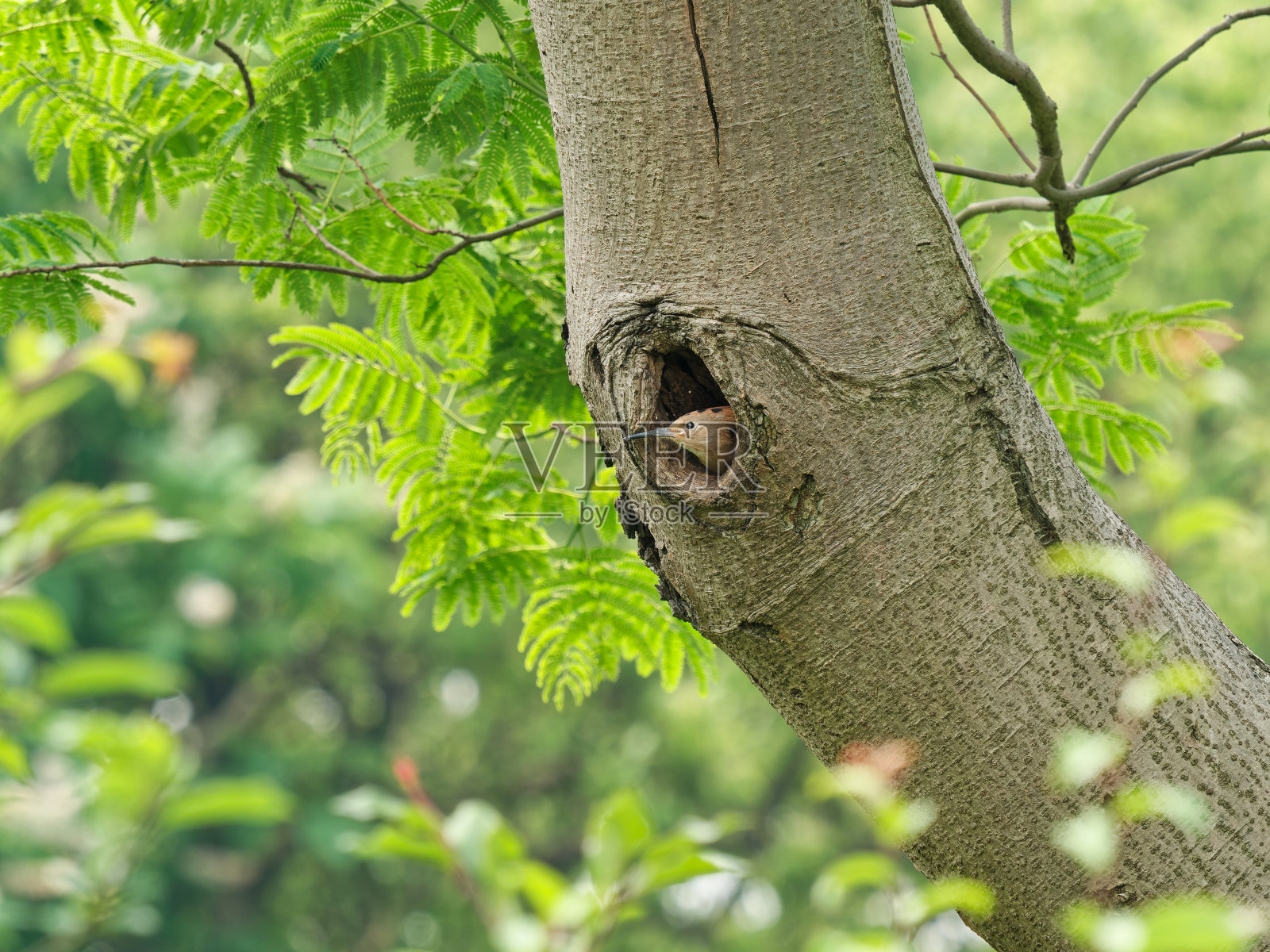 小戴胜躲在树洞里，等着父母。照片摄影图片