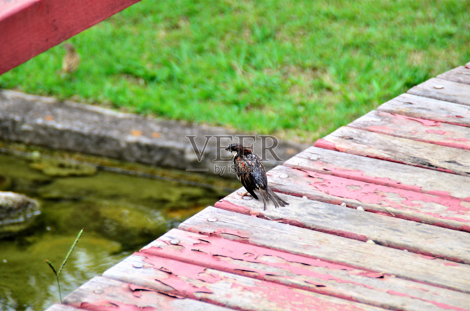 在木桥上晾干湿通道照片摄影图片
