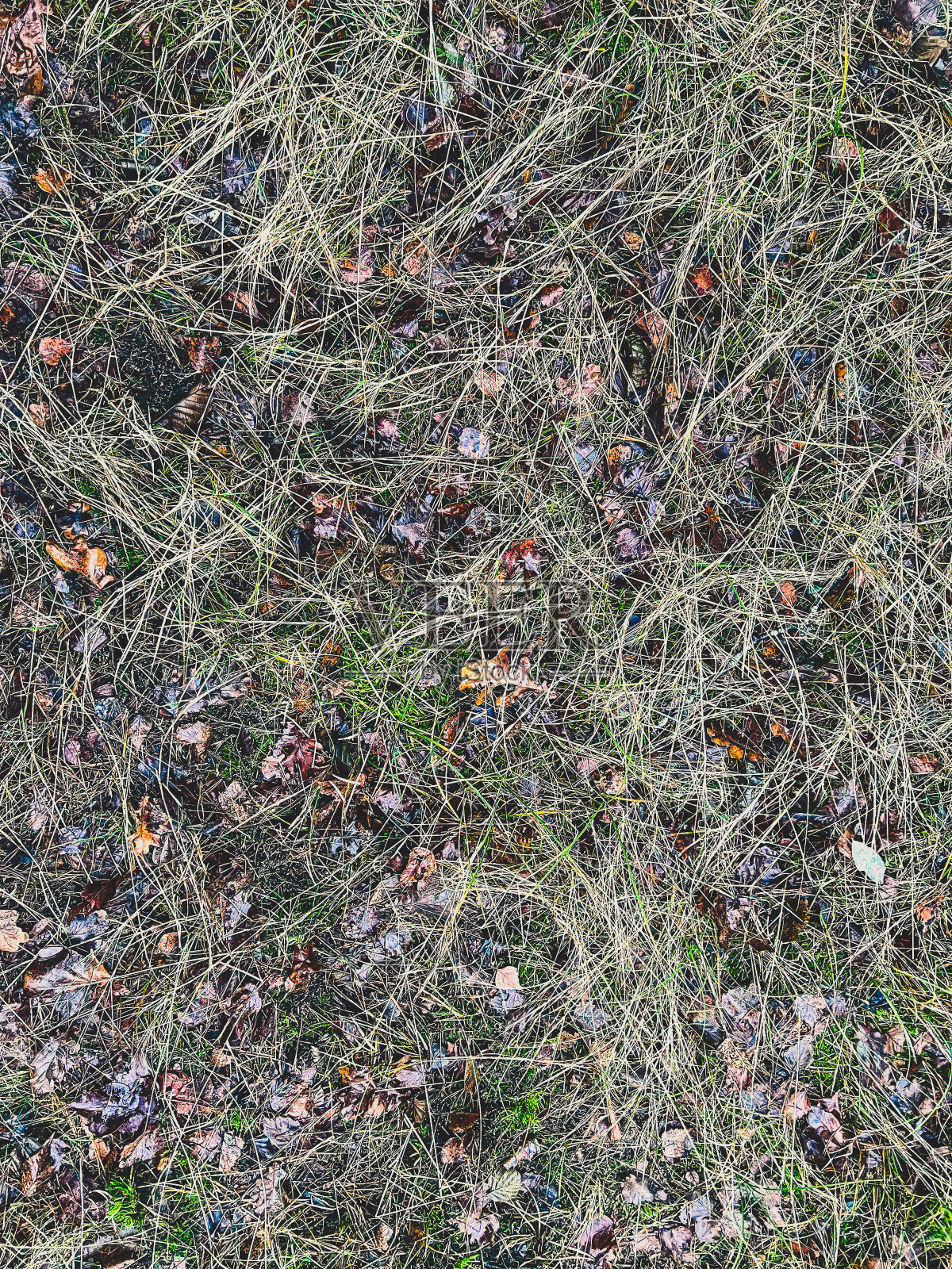 潮湿的土壤上有草和树叶。照片摄影图片