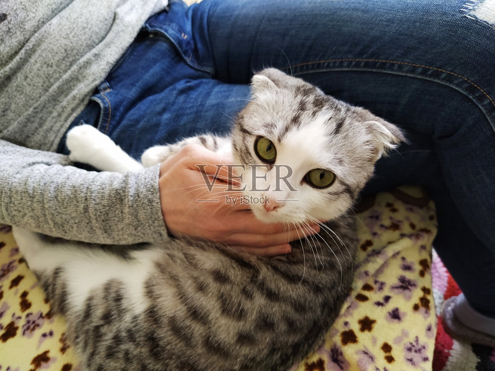 一只耷拉着耳朵的猫躺在一个年轻女人身边照片摄影图片