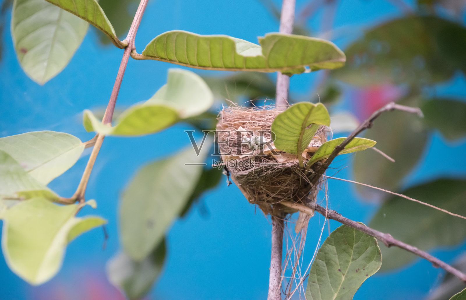 蜂鸟是原产于美洲的鸟类，属于蜂鸟科。照片摄影图片