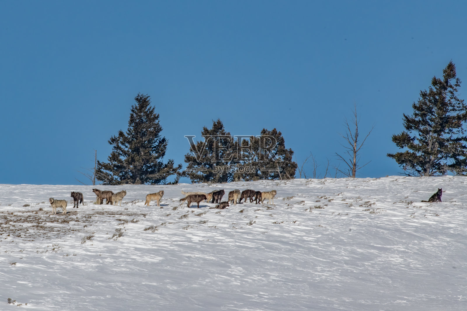 一大群狼聚集在一起嚎叫照片摄影图片