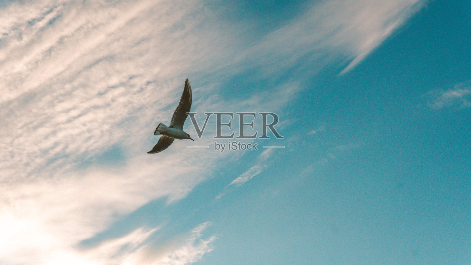 鸟和天空照片摄影图片