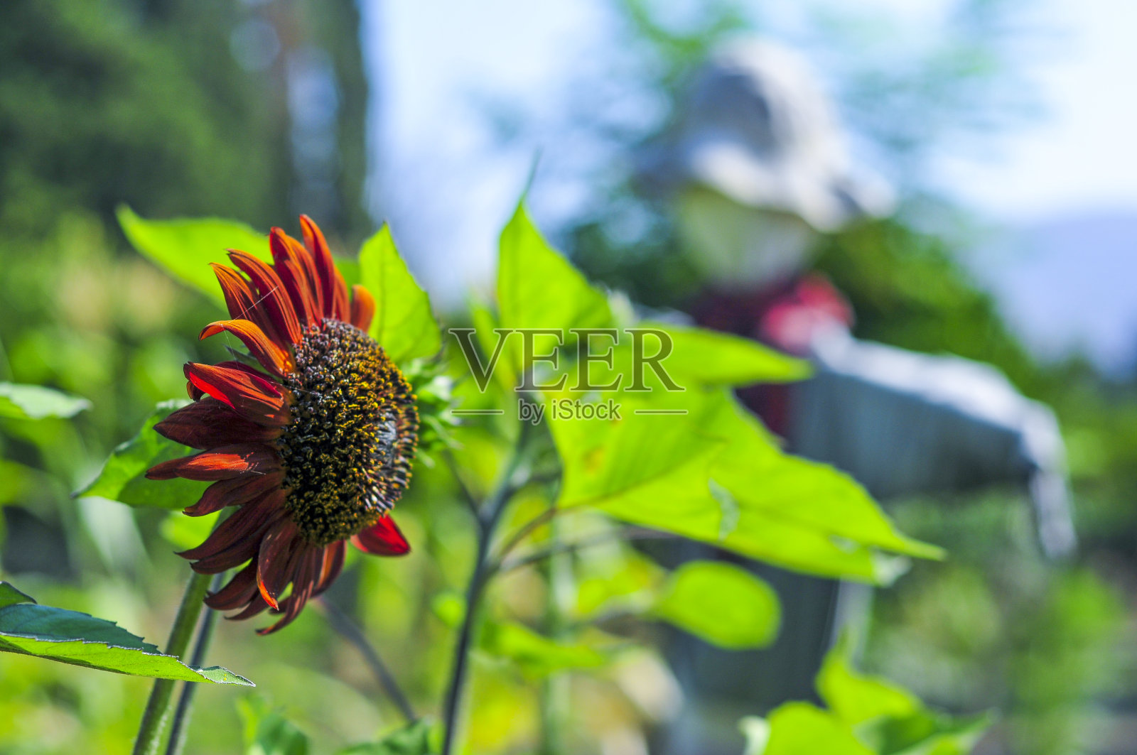 带花粉的红色向日葵照片摄影图片