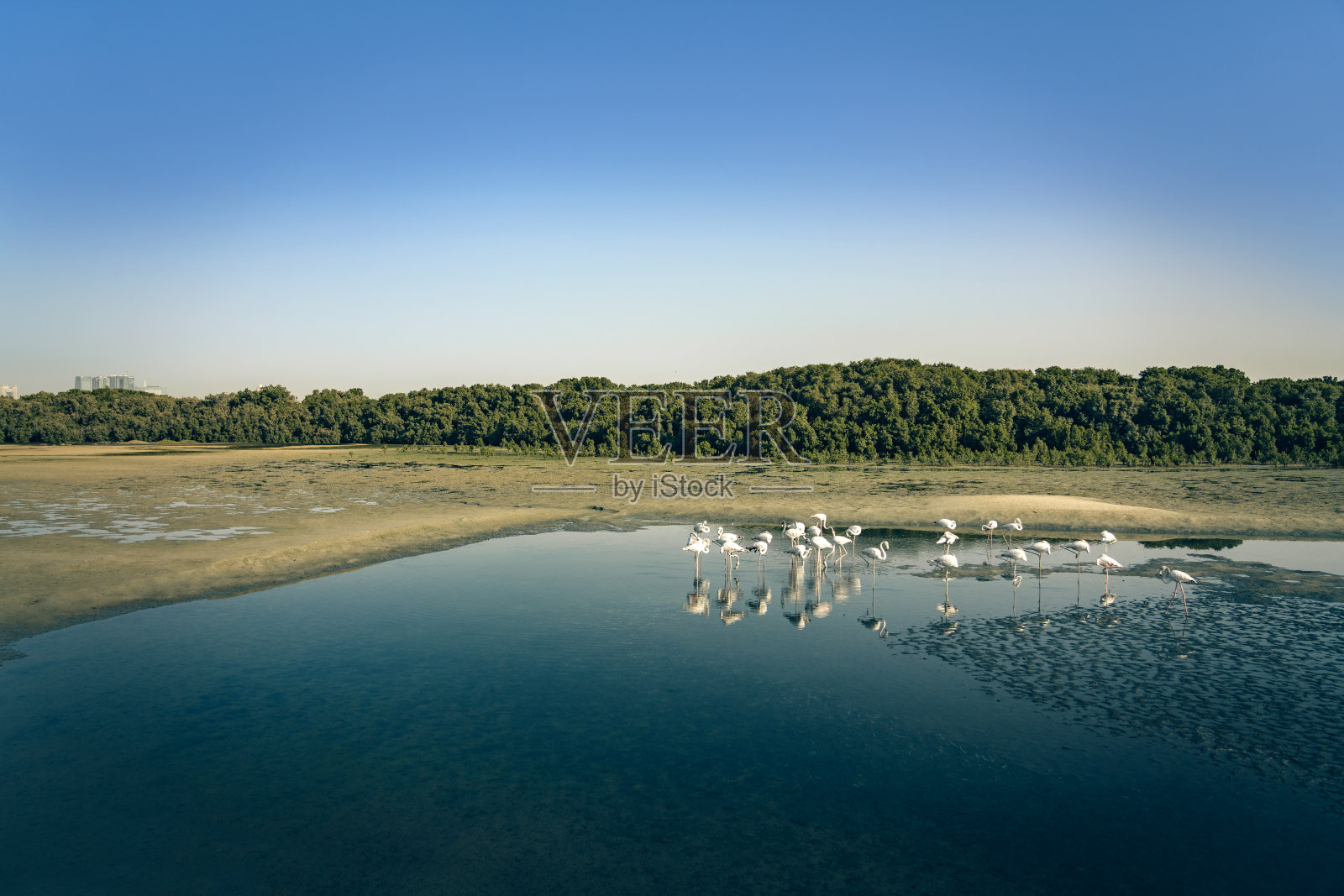 阿拉伯联合酋长国迪拜，池塘里的拉明戈照片摄影图片