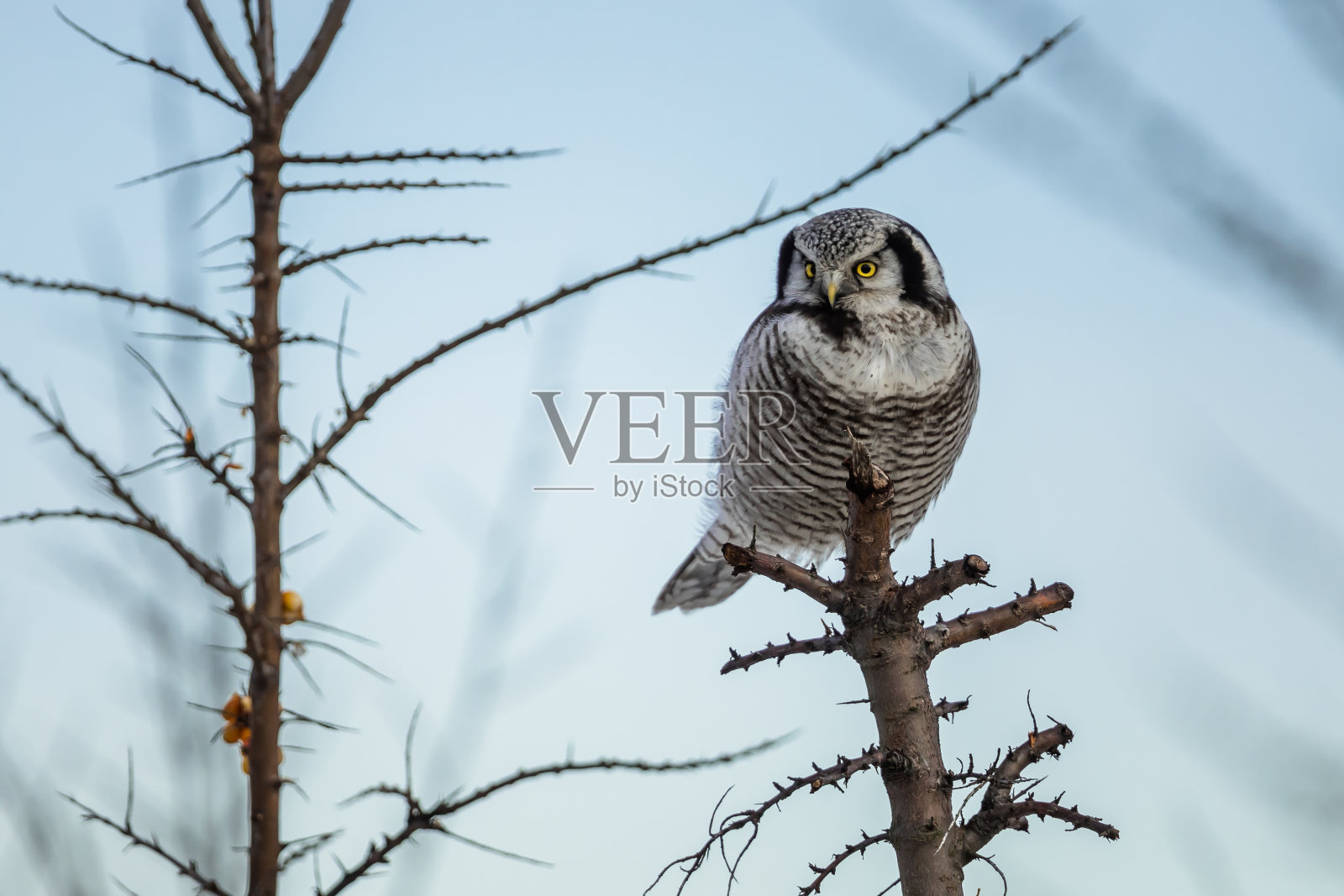 北方鹰鸮(Surnia ulula)照片摄影图片